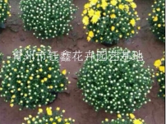 山东国庆菊《青州千头菊、潍坊金鸡菊》钰鑫图1