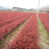 青州红叶石楠——专业的红叶石楠提供商，当属天园苗圃