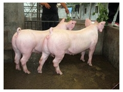 二元母猪价格——实惠的二元母猪推荐图1