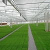福建蔬菜花卉温室：哪里有提供结实耐用的蔬菜高温大棚