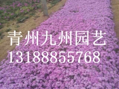 【问一问】芝樱花种植哪里有？【芝樱花批发价格咋样？】图1