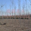 速生白蜡、速生白蜡种植基地、山东速生白蜡