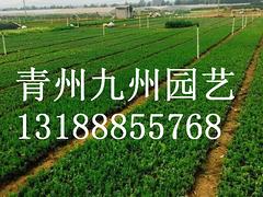 【度娘大声告诉我】丛生福禄考种植基地@丛生福禄考批发价格图1