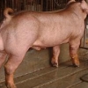 大白种猪繁育基地 大白种猪生产厂家 大白种猪供应