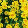 优质的金鸡菊提供商当属天园苗圃：优质金鸡菊