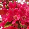 地径2-3cm的绚丽海棠树苗哪里最便宜
