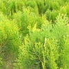 浩地【工程绿化苗】【工程绿化苗价格】【山东工程绿化苗基地】