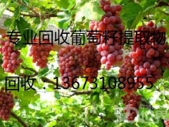 哪里回收葡萄籽提取物13673108955图1