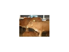 山西商品牛价格2000元图1