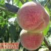 【买买买】高产优质桃子||毛桃新品种-毛桃新品种价格