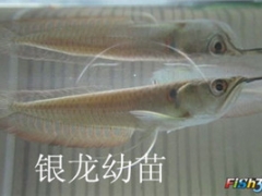 济南观赏鱼寄养服务图3