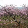 永莲蜜桃苗种植基地【永莲蜜桃苗批发】永莲蜜桃苗供应商