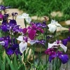 【好】【运】【来】【花菖蒲价格】【花菖蒲批发】【花菖蒲供应】