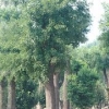 青州国槐树供应《青州国槐树价格》国槐树种植基地