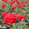 【美呀！美呀！】大花月季、红帽月季批发种植基地【子杨】
