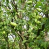山东木瓜树种植基地《《木瓜树供应》》青州木瓜树供应