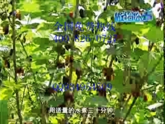 种植果桑品种最多基地批发图1