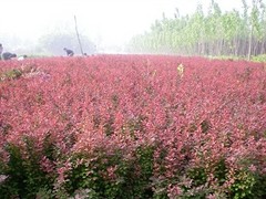 丶红叶小檗种植基地【红红火火过大年！】红叶小檗批发价格-沁香图1