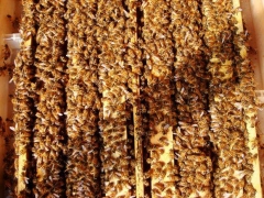 五龙山蜂场蜂群出售价格实惠 品质上乘图1