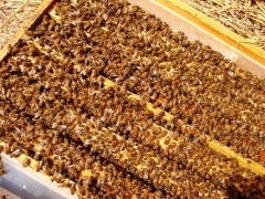 出售意蜂蜂群|五龙山蜂场|大棚西瓜授粉蜜蜂图1