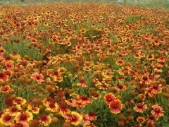 潍坊销量好的地被菊种植基地【荐】：沧州地被菊图1