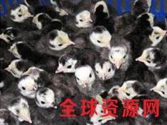 青铜火鸡青铜火鸡苗山东火鸡养殖包回收全程售后指导成活率90%图1