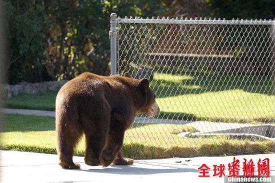 最终,野生动物保护工作人员成功制服了这只黑熊