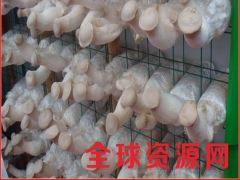 厂家直供蘑菇出菇网片 食用菌培育支架网格 量大从优价格优惠图2