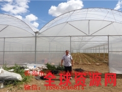 河北温室蔬菜种植大棚 山东专业建大棚的厂家图2