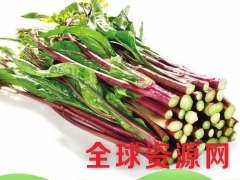 紫竹红菜薹种子图1