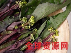 紫艳红菜薹种子图1