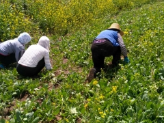 草木樨纯粉80目 黄花草木樨提取物10:1 野生草木犀生粉图2