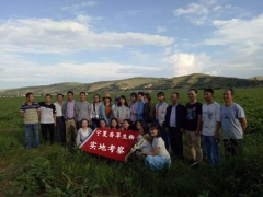 草木樨纯粉80目 黄花草木樨提取物10:1 野生草木犀生粉图3