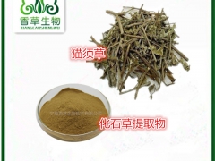 化石草提取物厂家 化石草粉批发 猫须草浓缩浸膏现货图1