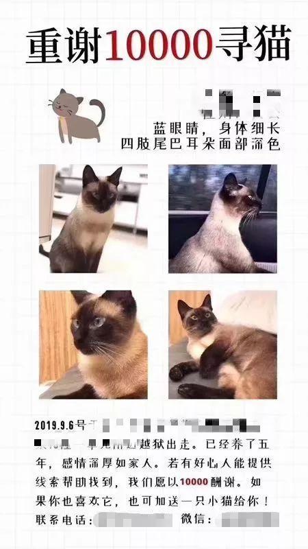 杭州万元寻猫引热议 媒体:丢了更重要的东西