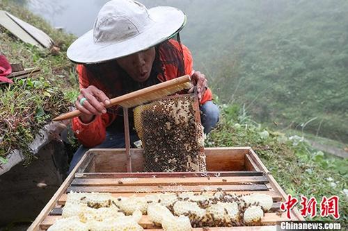 资料图片为：蜂农在收割蜂蜜。中新社记者 贺俊怡 摄