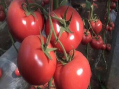 五原育硬粉西红柿苗厂 哪里大量供应西红柿苗图1
