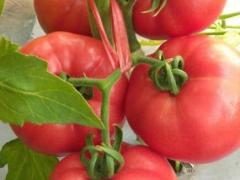 锡林郭勒口感西红柿苗品种 哪家育西红柿苗厂好图1