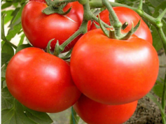乌兰察布育西红柿苗厂 哪里卖口感番茄苗的图2