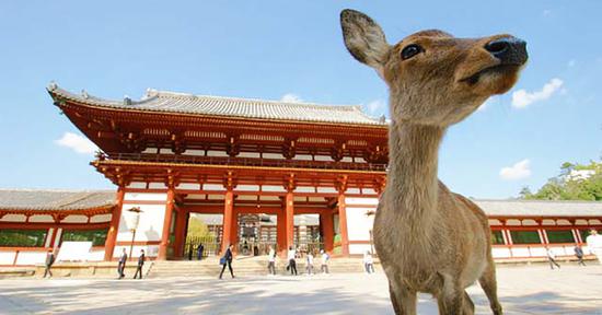 由于游客数量减少，奈良公园的鹿也“吃不饱”了