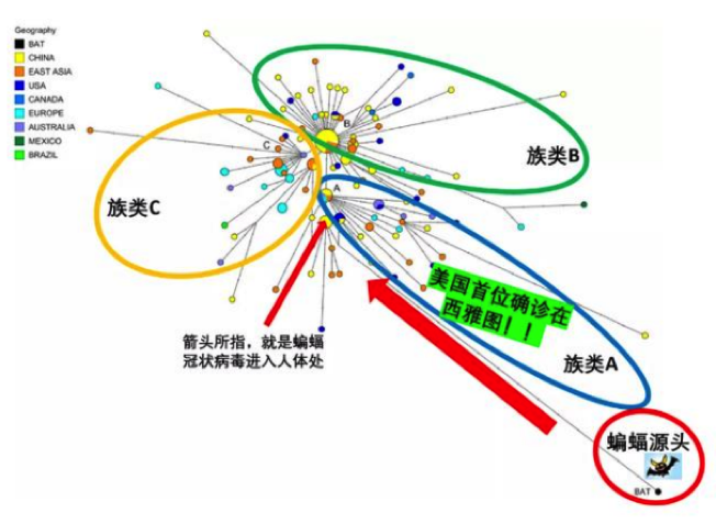 新冠病毒到底来自哪？多国研究均指出并非中国传入